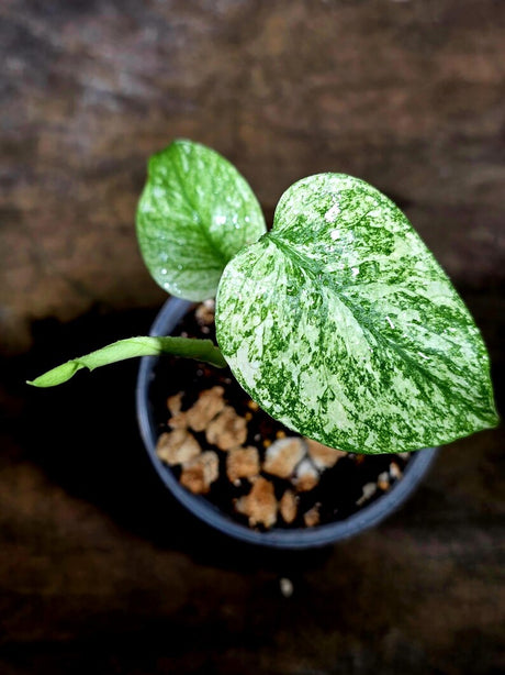 Monstera Deliciosa White Monster - Rare Monstera Beauty - (July-30-53)