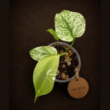 Monstera Deliciosa White Monster - Rare Monstera Beauty - (July-30-55)
