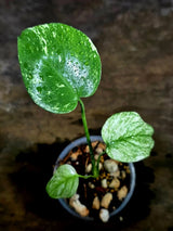 Monstera Deliciosa White Monster - Rare Monstera Beauty - (July-30-58)