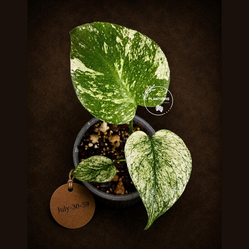 Monstera Deliciosa White Monster - Rare Monstera Beauty - (July-30-59)
