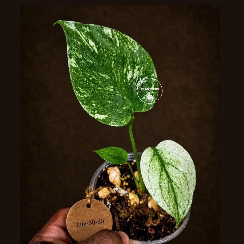 Monstera Deliciosa White Monster - Rare Monstera Beauty - (July-30-60)