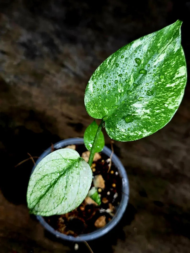 Monstera Deliciosa White Monster - Rare Monstera Beauty - (July-30-60)