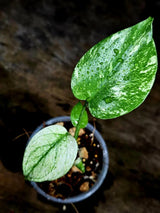 Monstera Deliciosa White Monster - Rare Monstera Beauty - (July-30-60)