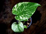 Monstera Deliciosa White Monster - Rare Monstera Beauty - (July-30-62)