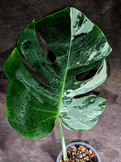 Rare Monstera Albo Borsigiana – Single Leaf – EXACT Plant (July-31-1)