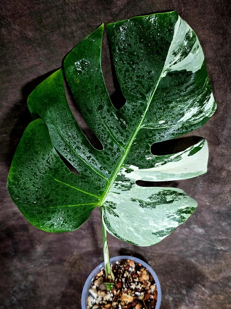 Rare Monstera Albo Borsigiana – Single Leaf – EXACT Plant (July-31-1)