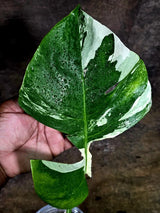 Rare Variegated Monstera Albo Borsigiana – Single Leaf – EXACT Plant (July-31-2-ER)