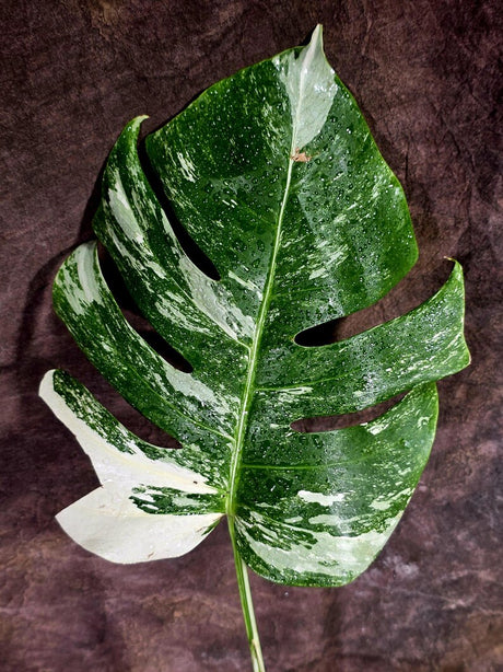 Rare Monstera Albo Borsigiana – Single Leaf – EXACT Plant (July-31-7-ER)