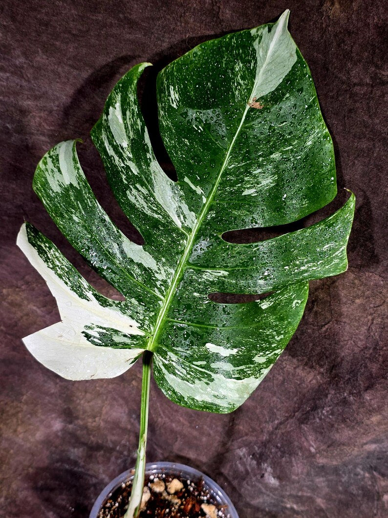 Rare Monstera Albo Borsigiana – Single Leaf – EXACT Plant (July-31-7-ER)