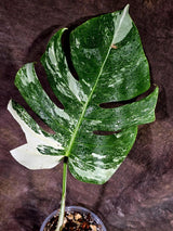 Rare Monstera Albo Borsigiana – Single Leaf – EXACT Plant (July-31-7-ER)