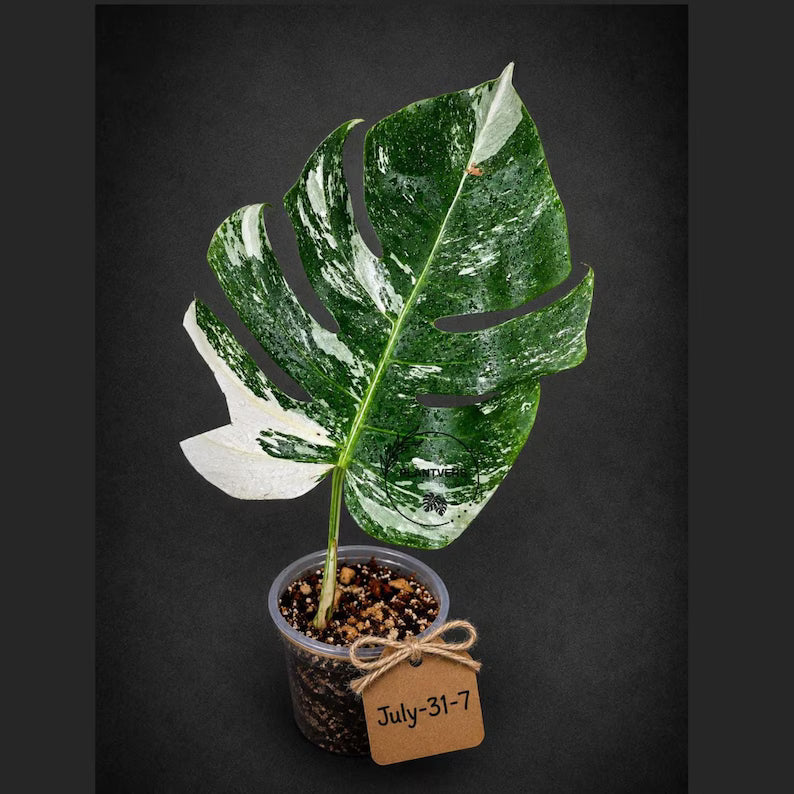 Rare Monstera Albo Borsigiana – Single Leaf – EXACT Plant (July-31-7-ER)