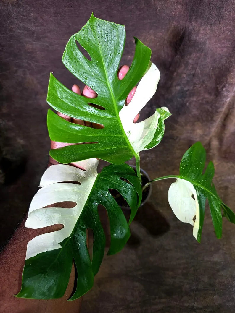 Monstera Albo Variegata Live Plant - Rare White Borsigiana (July-31-8-ER)