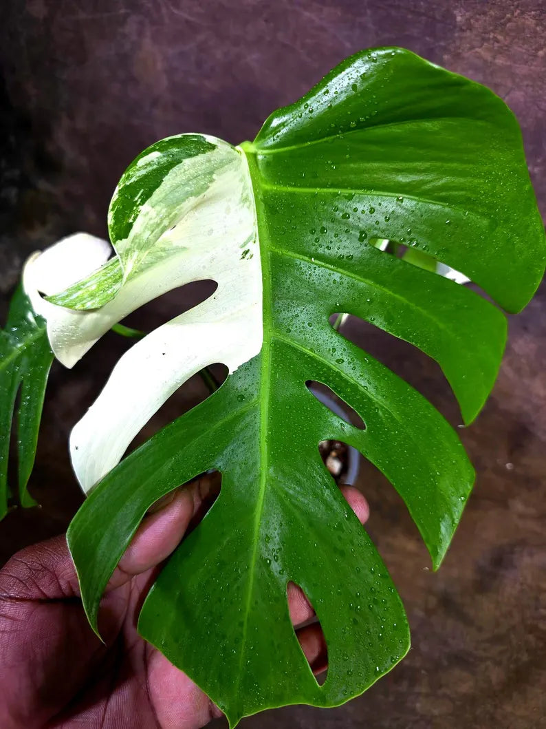 Monstera Albo Variegata Live Plant - Rare White Borsigiana (July-31-8-ER)