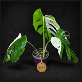 Monstera Albo Variegata Live Plant - Rare White Borsigiana (July-31-8-ER)