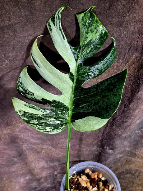 Variegated Monstera Mint Jungle Mint -(July-31-3-ER)