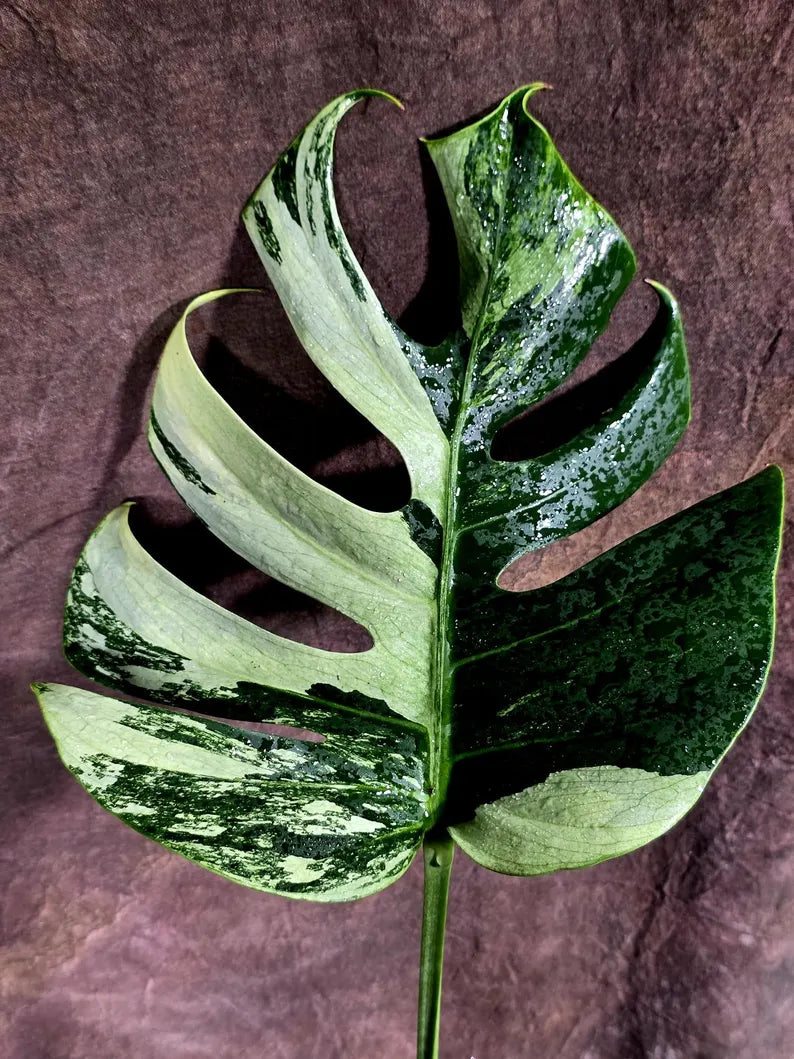 Variegated Monstera Mint Jungle Mint -(July-31-3-ER)
