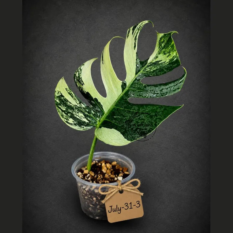 Variegated Monstera Mint Jungle Mint -(July-31-3-ER)