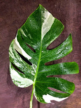 Rare Monstera Albo Borsigiana – Single Leaf (July-31-9-ER)