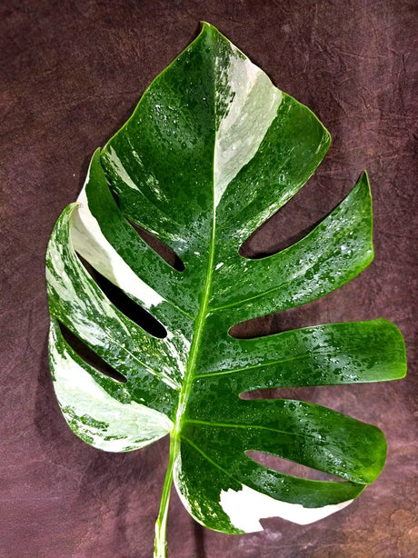 Rare Monstera Albo Borsigiana – Single Leaf (July-31-9-ER)