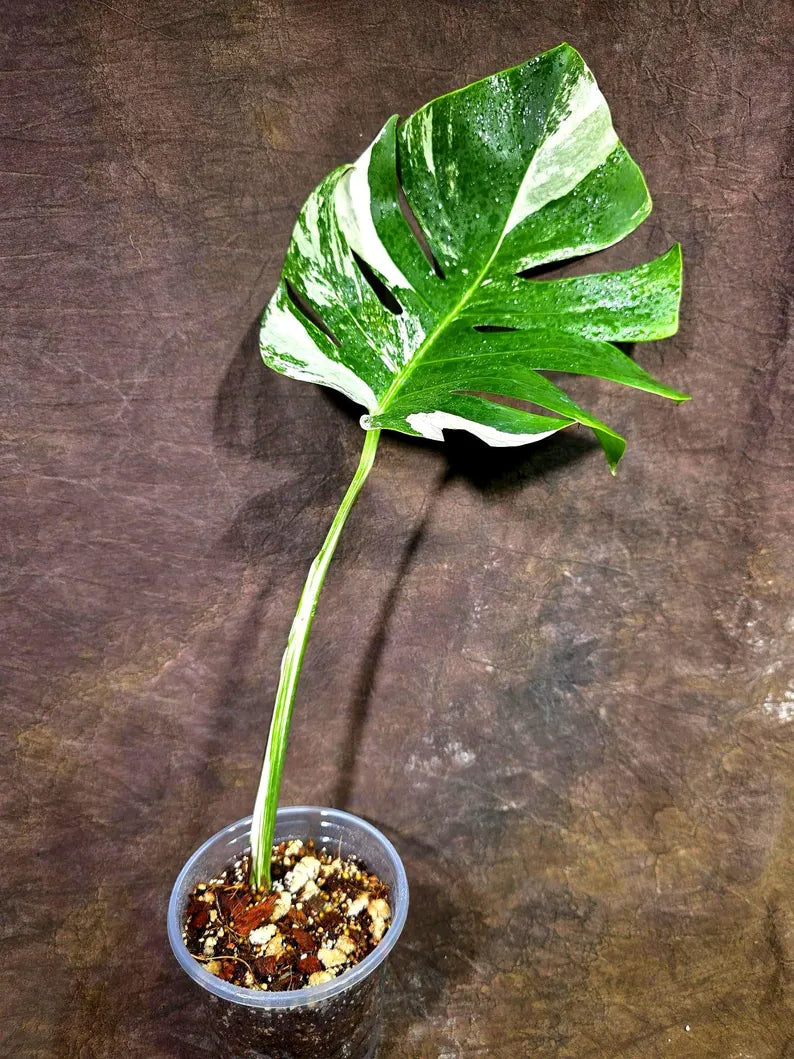 Rare Monstera Albo Borsigiana – Single Leaf (July-31-9-ER)