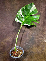 Rare Monstera Albo Borsigiana – Single Leaf (July-31-9-ER)