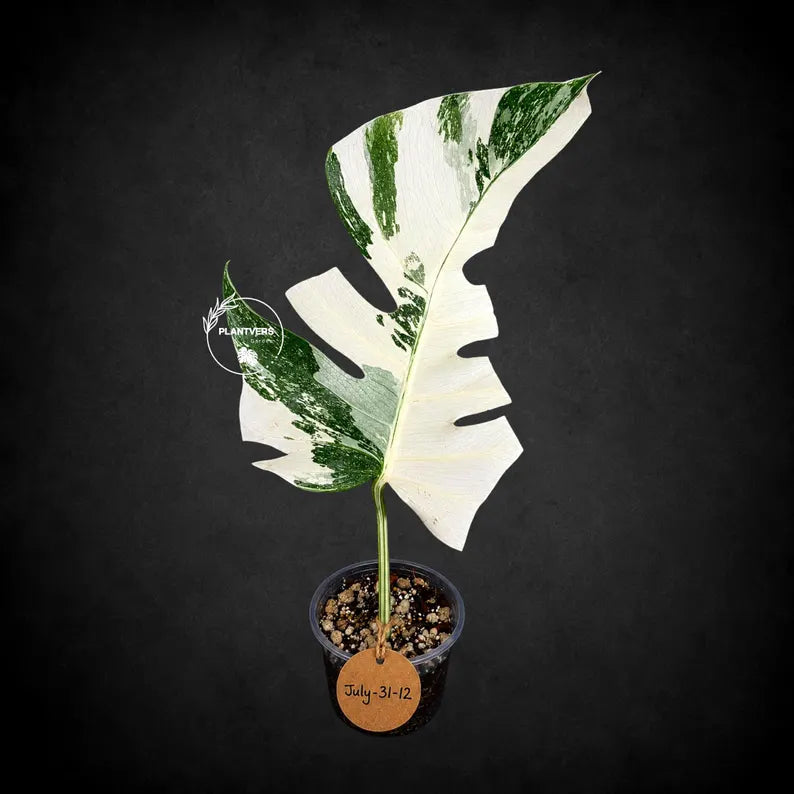 Variegated Rare White Monstera Albo Borsigiana Single Leaf Plant (July-31-12-ER)