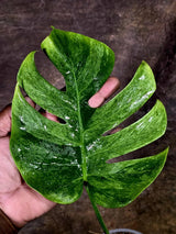 Variegated Monstera Mint Jungle Mint -(July-31-5-ER)