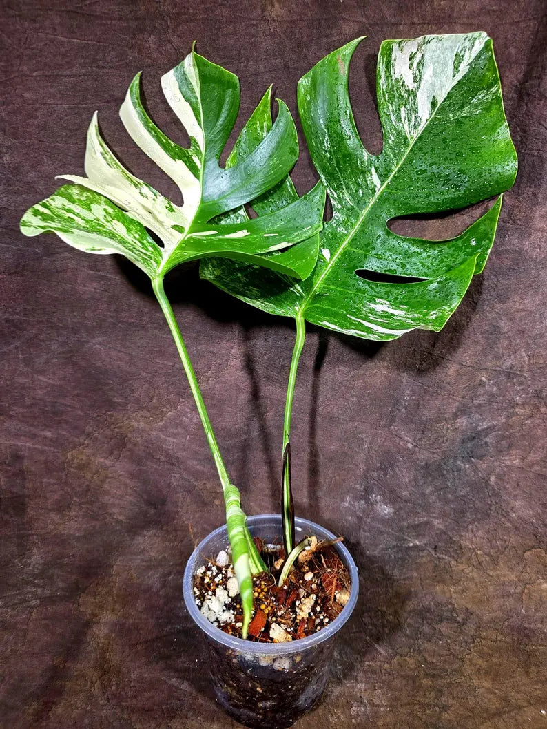 Monstera Albo Variegata Live Plant - Rare White Borsigiana (July-31-13-ER)