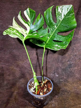 Monstera Albo Variegata Live Plant - Rare White Borsigiana (July-31-13-ER)