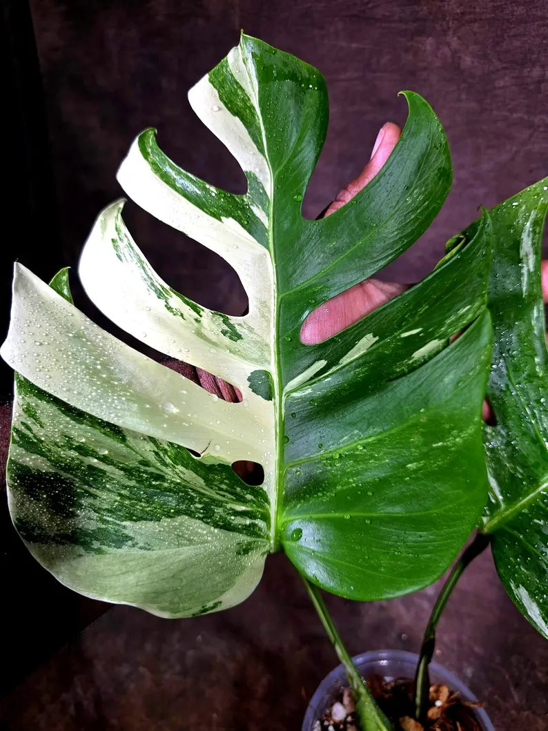 Monstera Albo Variegata Live Plant - Rare White Borsigiana (July-31-13-ER)