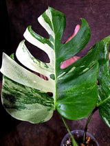 Monstera Albo Variegata Live Plant - Rare White Borsigiana (July-31-13-ER)