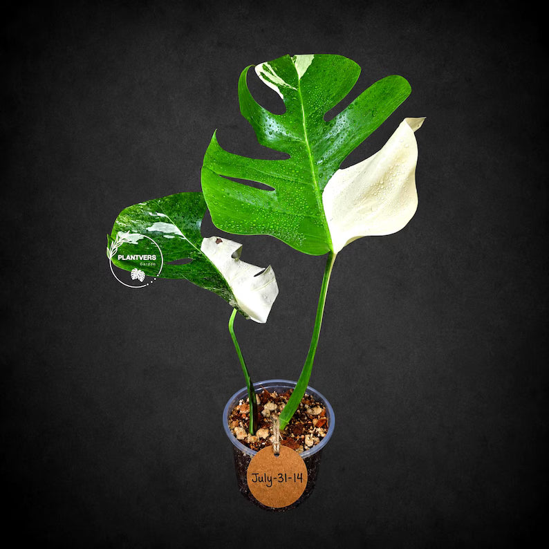 Monstera Albo Variegata Live Plant - Rare White Borsigiana (July-31-14-ER)