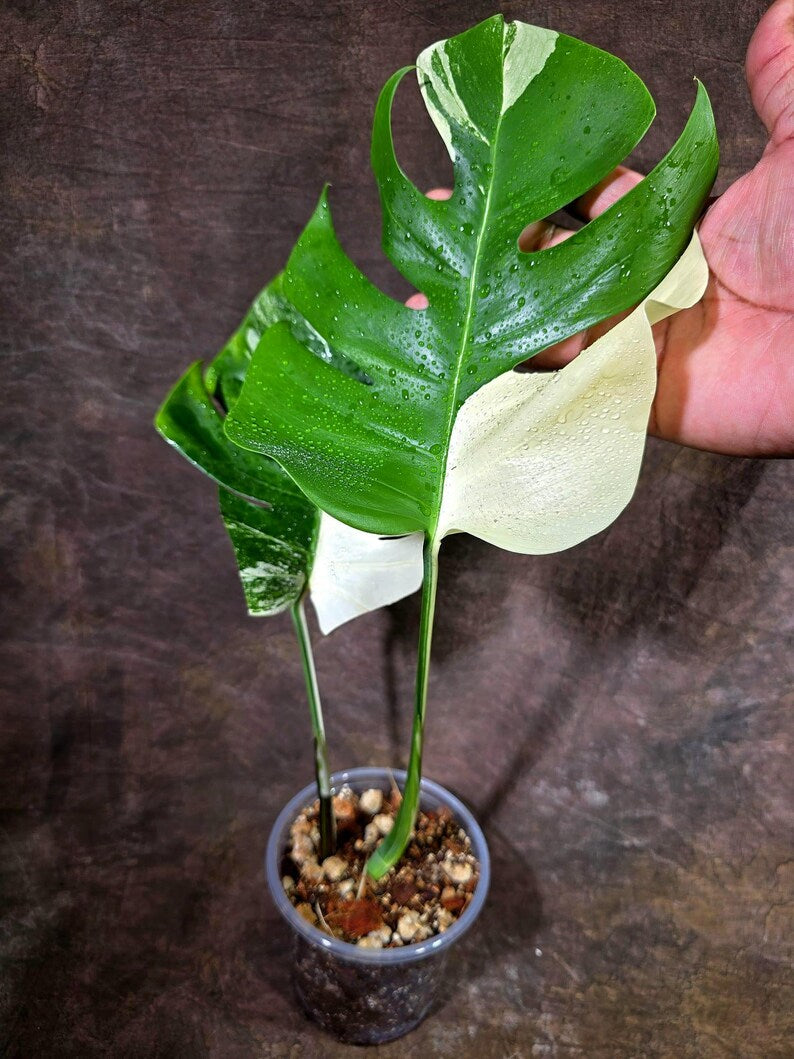 Monstera Albo Variegata Live Plant - Rare White Borsigiana (July-31-14-ER)
