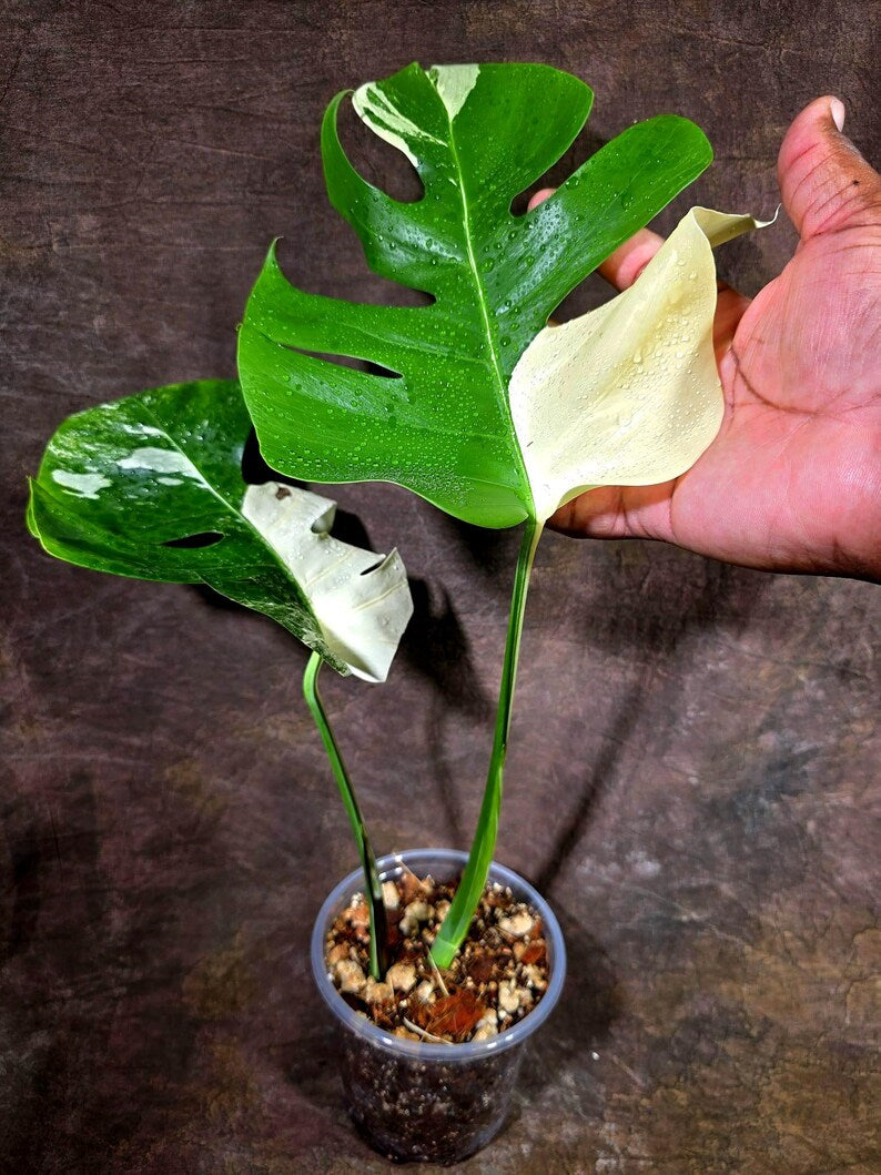 Monstera Albo Variegata Live Plant - Rare White Borsigiana (July-31-14-ER)