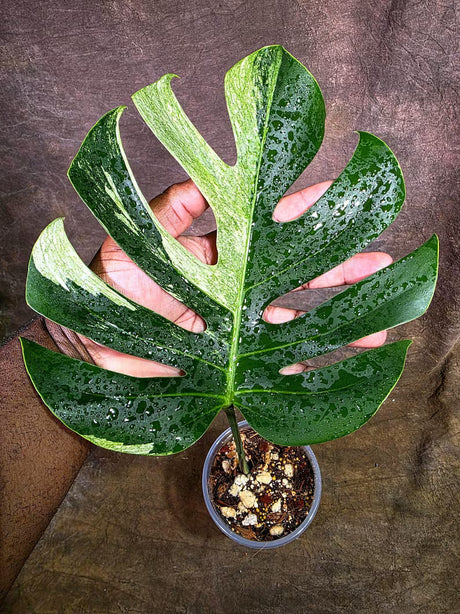 Variegated Monstera Mint Jungle Mint - (July-31-10-ER)