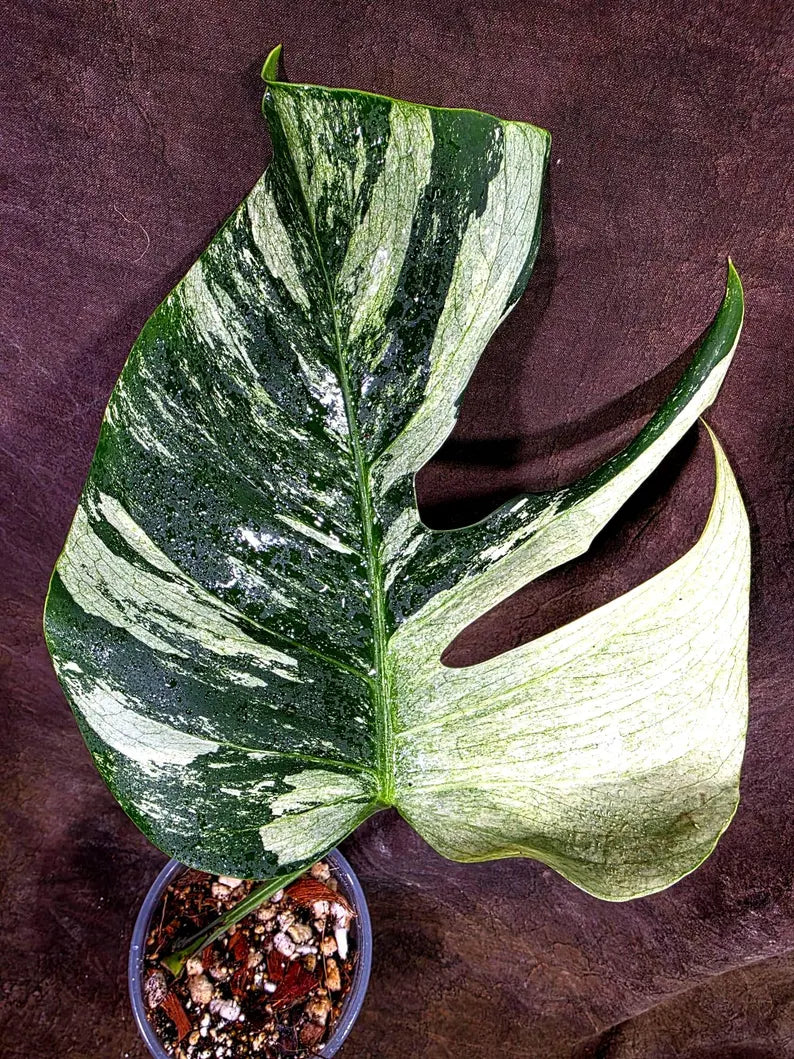Variegated Monstera Mint Jungle Mint - (July-31-11-ER)
