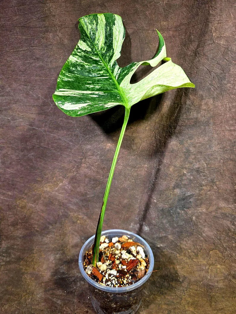 Variegated Monstera Mint Jungle Mint - (July-31-11-ER)