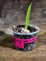 Variegated ZZ Gold Live Plant - Zamioculcas Zamiifolia (July-30-11)
