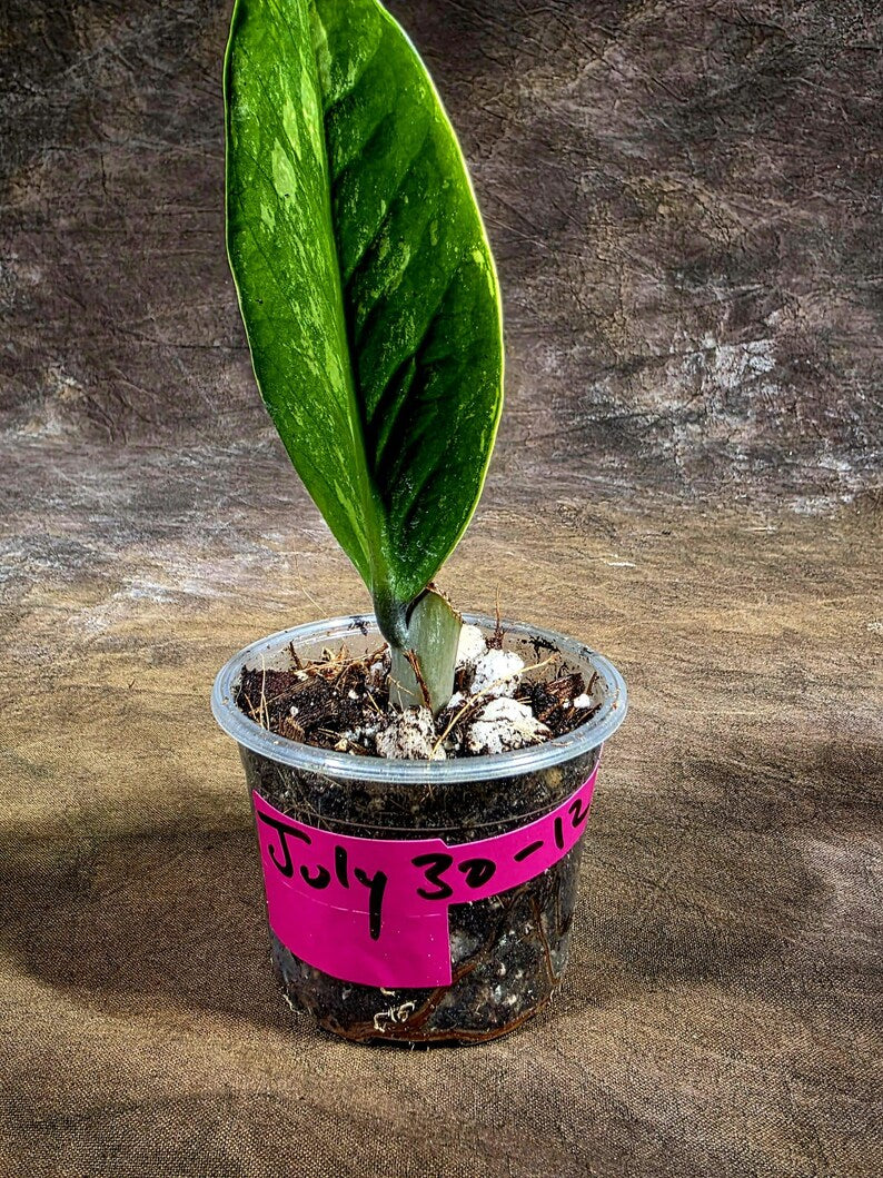 Variegated ZZ Gold Live Plant - Zamioculcas Zamiifolia (July-30-12)