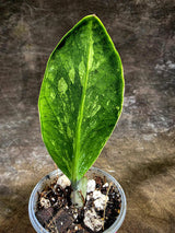Variegated ZZ Gold Live Plant - Zamioculcas Zamiifolia (July-30-12)