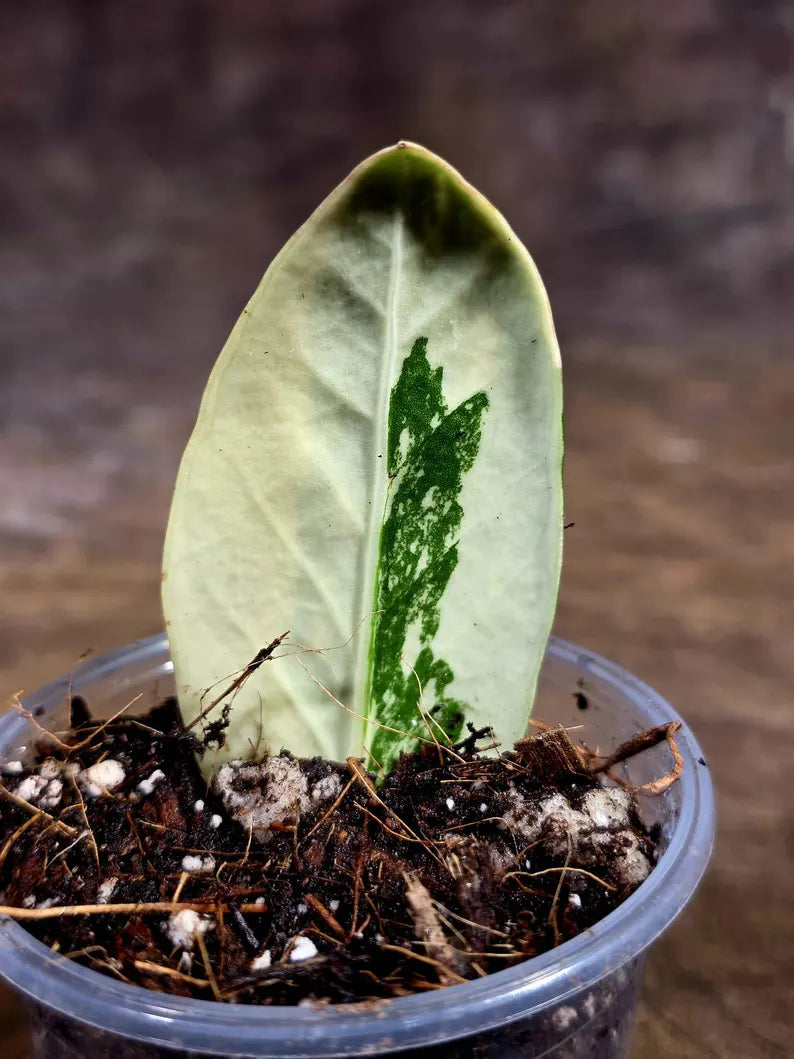Variegated ZZ Gold Live Plant - Zamioculcas Zamiifolia (July-30-13)