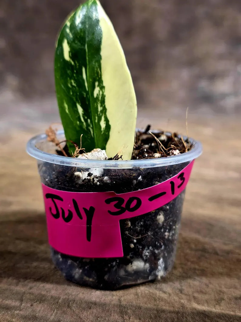 Variegated ZZ Gold Live Plant - Zamioculcas Zamiifolia (July-30-13)