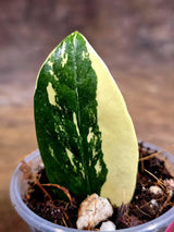Variegated ZZ Gold Live Plant - Zamioculcas Zamiifolia (July-30-13)