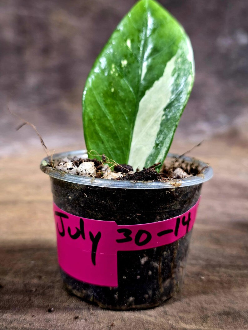 Variegated ZZ Gold Live Plant - Zamioculcas Zamiifolia (July-30-14)