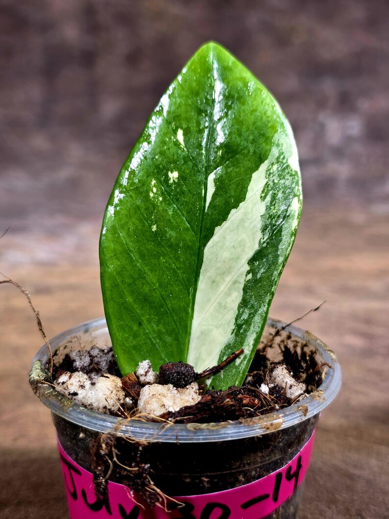 Variegated ZZ Gold Live Plant - Zamioculcas Zamiifolia (July-30-14)