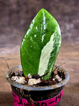 Variegated ZZ Gold Live Plant - Zamioculcas Zamiifolia (July-30-14)