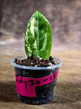 Variegated ZZ Gold Live Plant - Zamioculcas Zamiifolia (July-30-15)