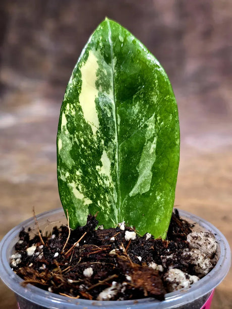 Variegated ZZ Gold Live Plant - Zamioculcas Zamiifolia (July-30-15)