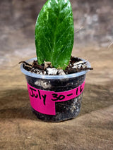 Variegated ZZ Gold Live Plant - Zamioculcas Zamiifolia (July-30-16)