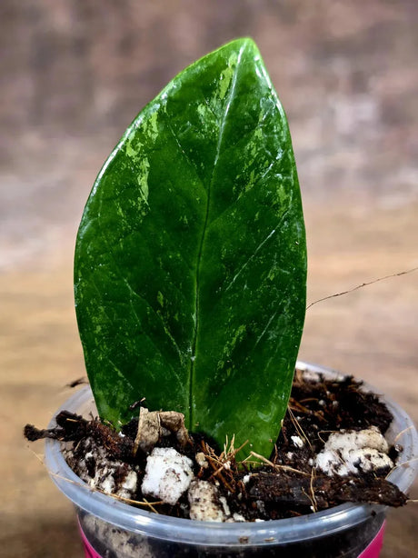 Variegated ZZ Gold Live Plant - Zamioculcas Zamiifolia (July-30-16)